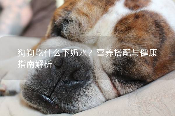 狗狗吃什么下奶水？營養搭配與健康指南解析